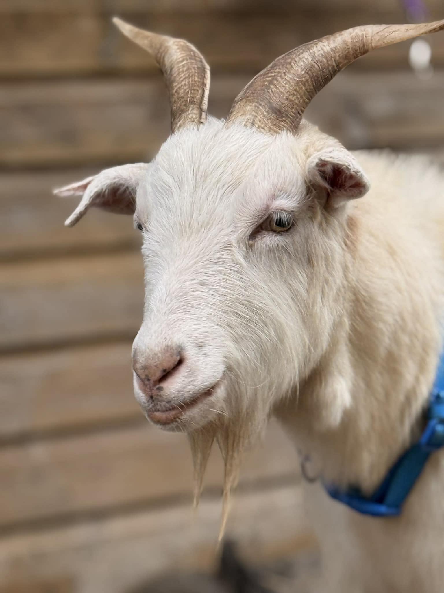 Why Goat Walking Is the Most Unexpectedly Calming Activity in Somerset